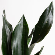Snake Plant 'Robusta' 6" - Urban Sprouts