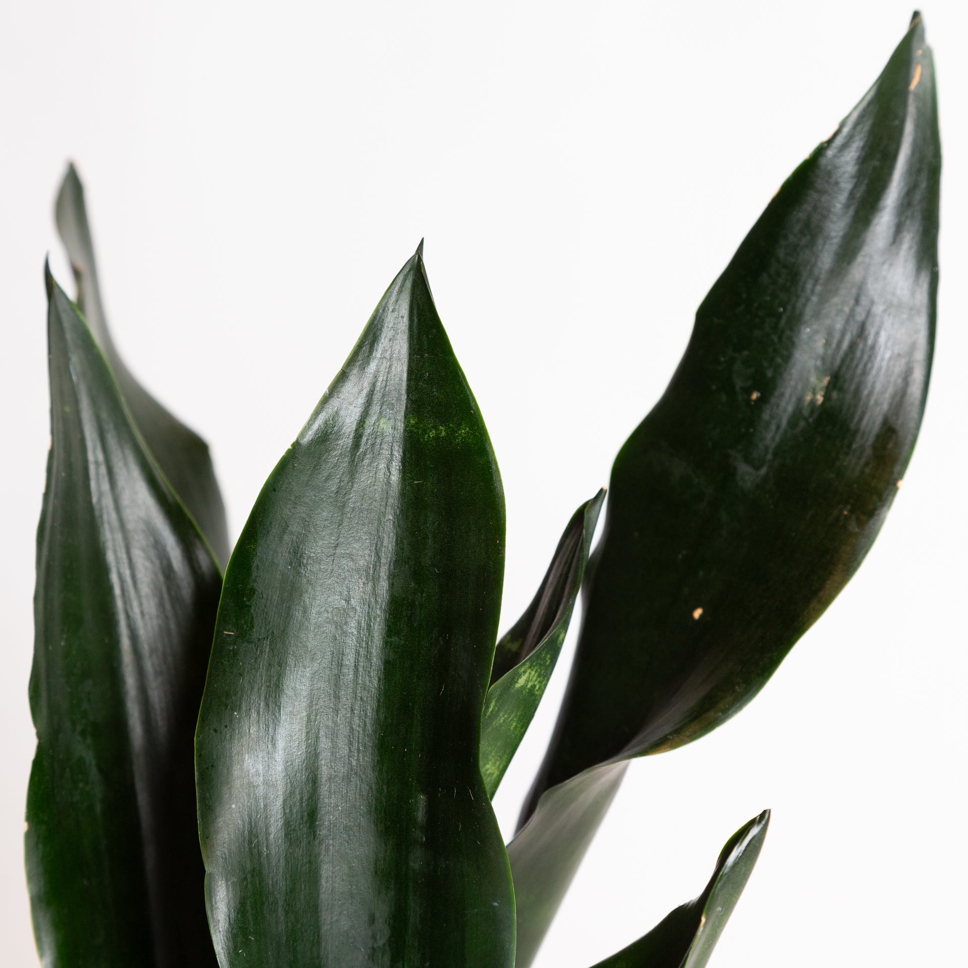 Snake Plant 'Robusta' 6" - Urban Sprouts