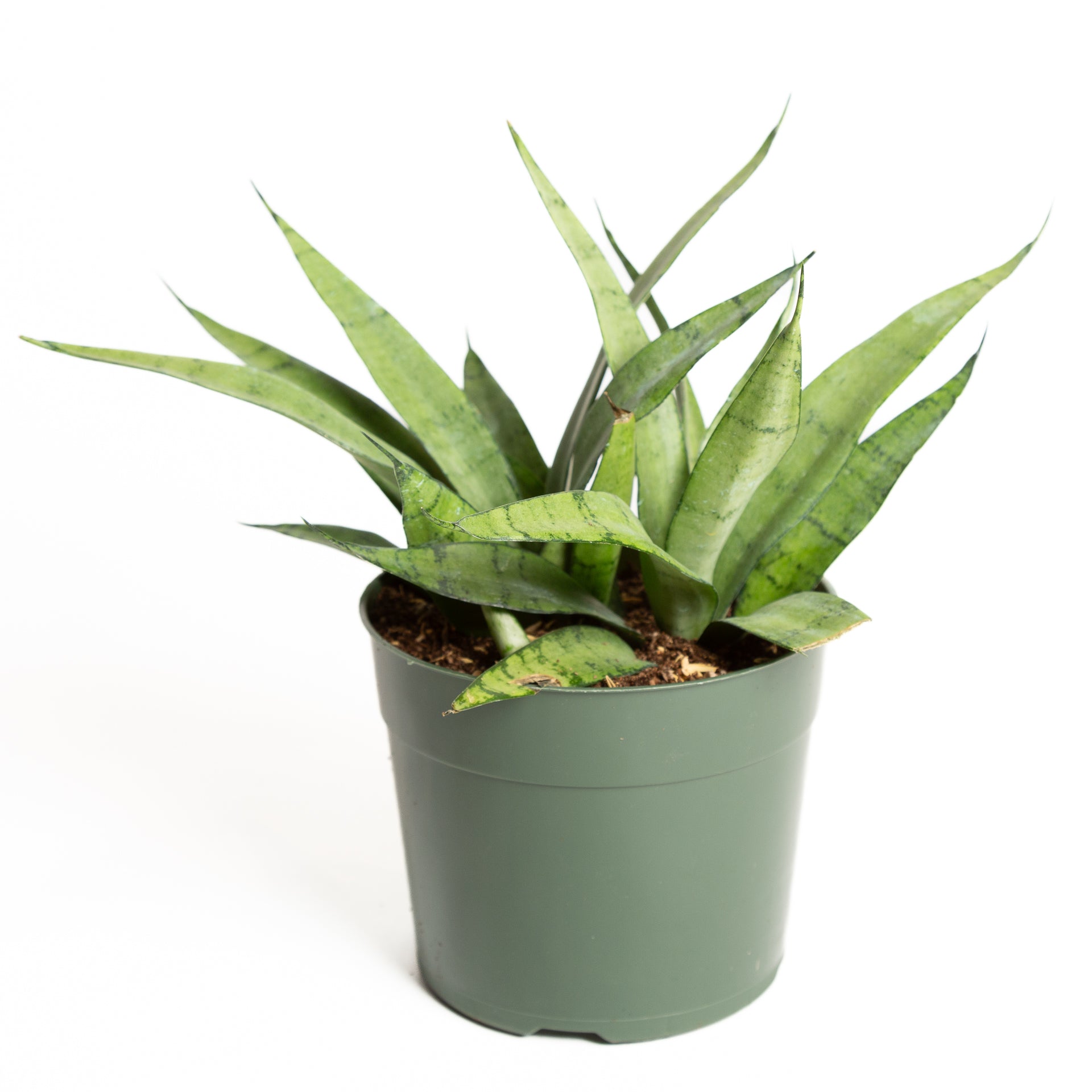 silver streak snake plant Snake Plant 'Birds Nest