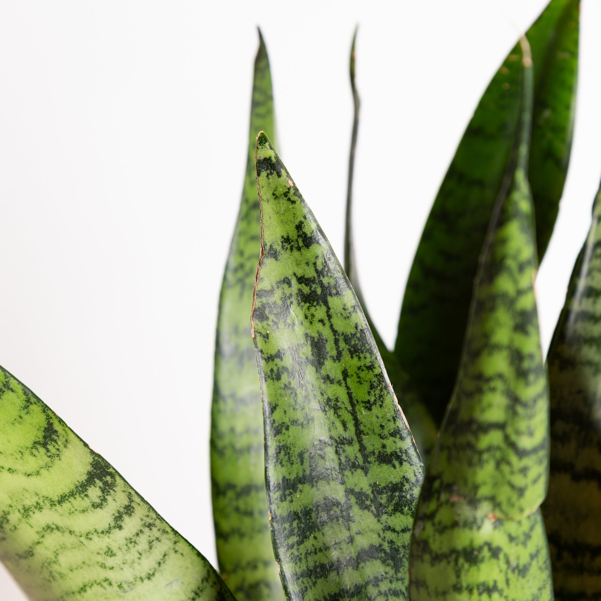Snake Plant 'Zeylanica' 6" - Urban Sprouts