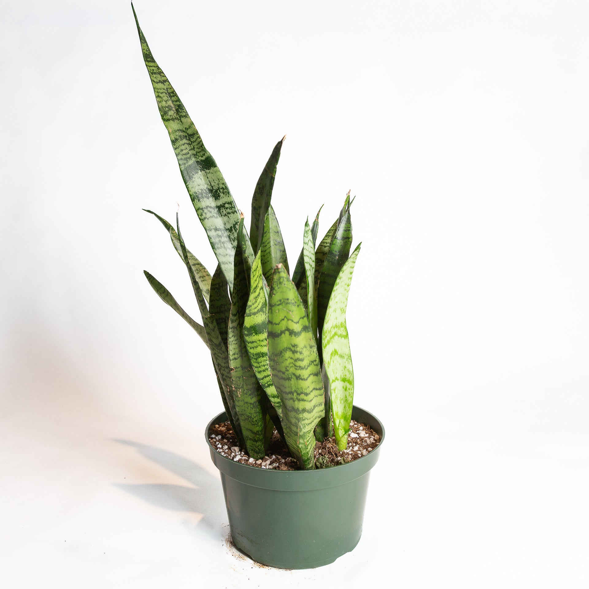 8 snake plant Snake Plant 'Zeylanica' 8"