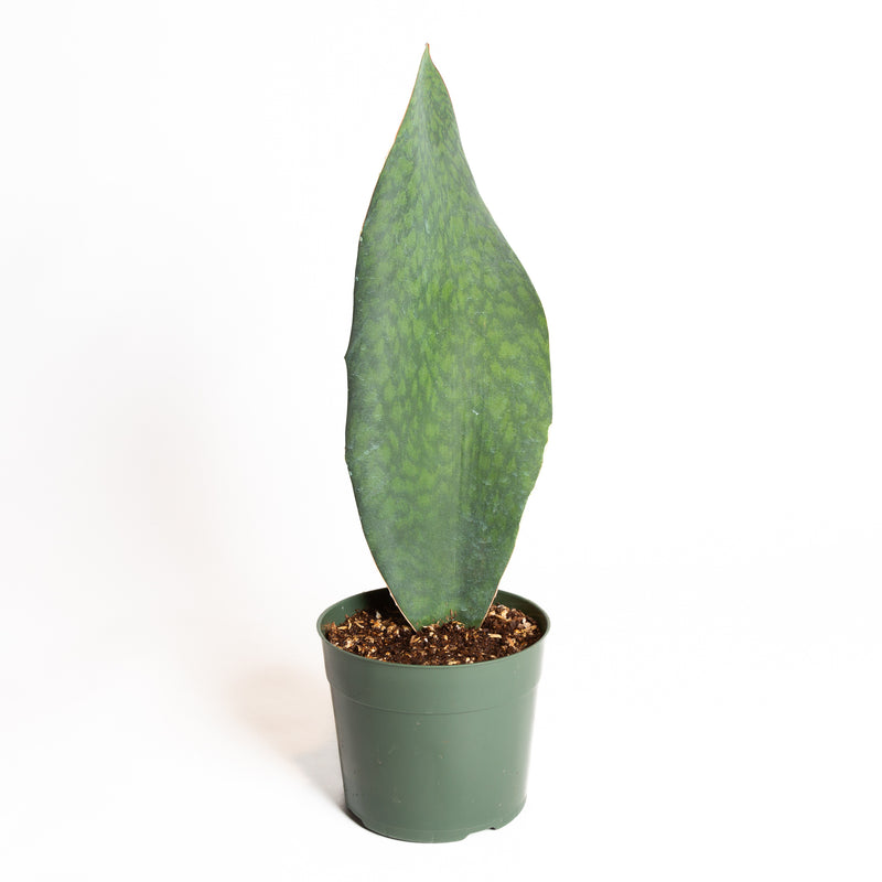 Snake Plant 'Whale Fin' 6"