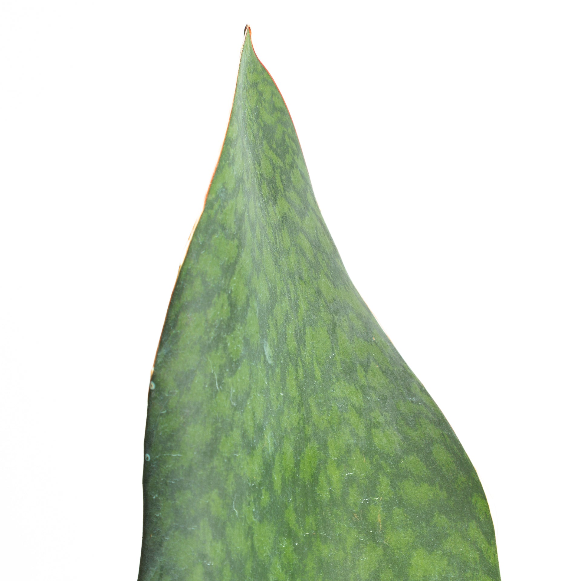 Snake Plant 'Whale Fin' 6" - Urban Sprouts
