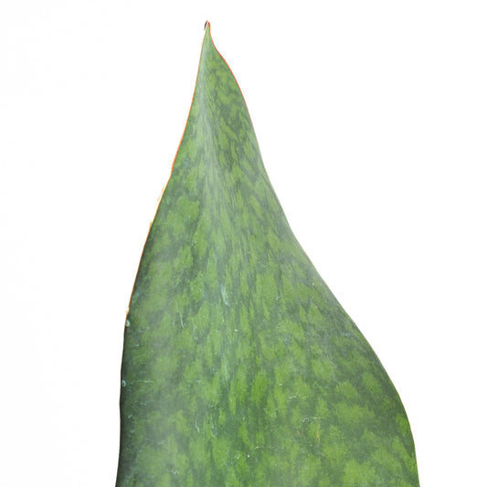 Snake Plant 'Whale Fin' 6"