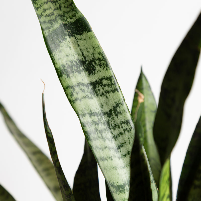 Snake Plant 'Zeylanica' 8"