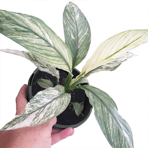 Peace Lily 'Sensation - Variageted' - Urban Sprouts