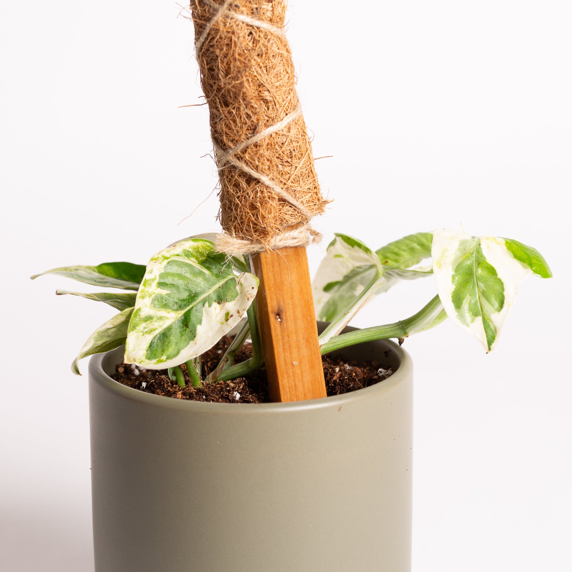 Triple Layer Moss Pole – Urban Sprouts
