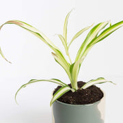 Urban Sprouts Plant Spider Plant 'Curly - Variegated'