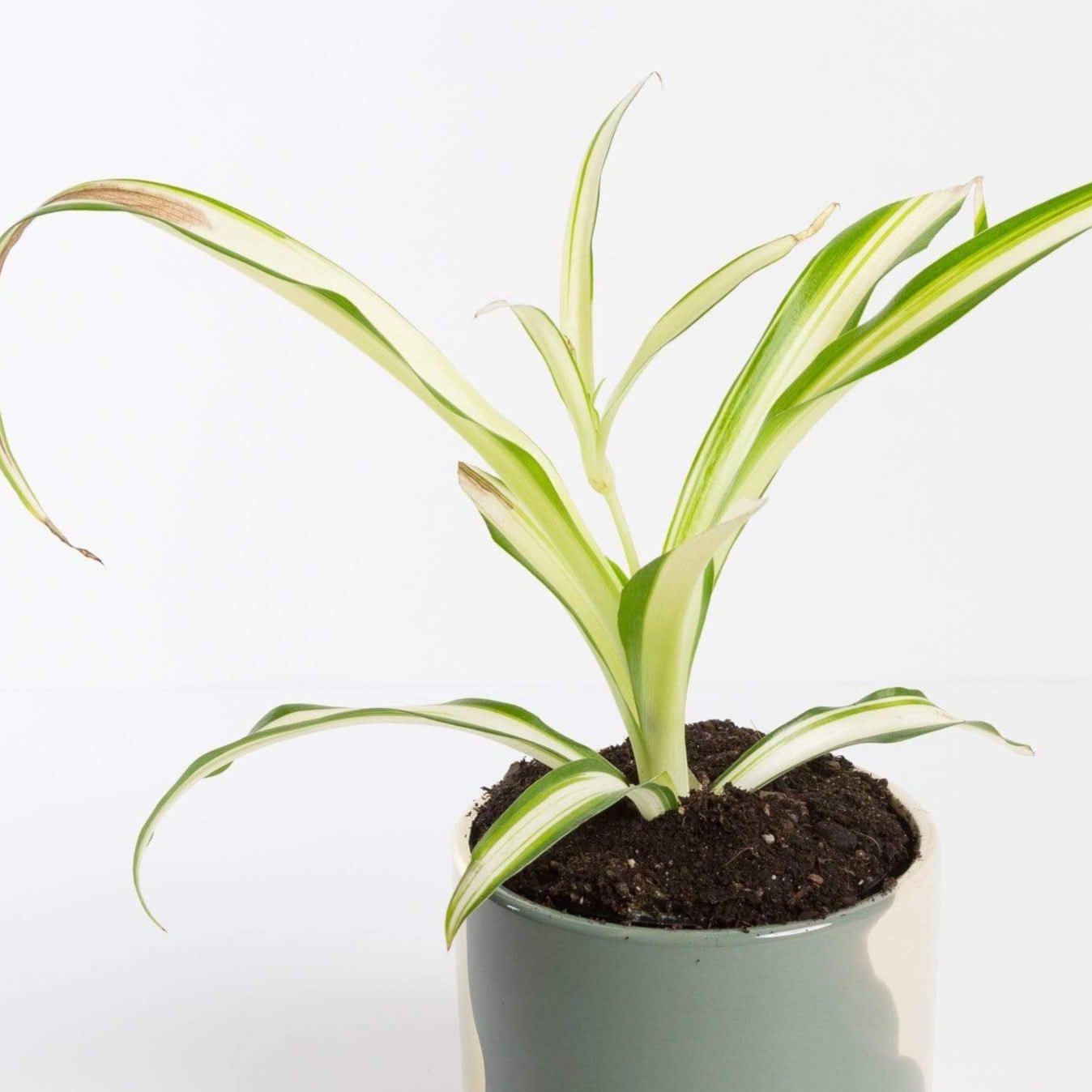 Urban Sprouts Plant Spider Plant 'Curly - Variegated'