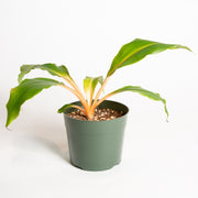 Spider Plant 'Fireflash' 6" - Urban Sprouts