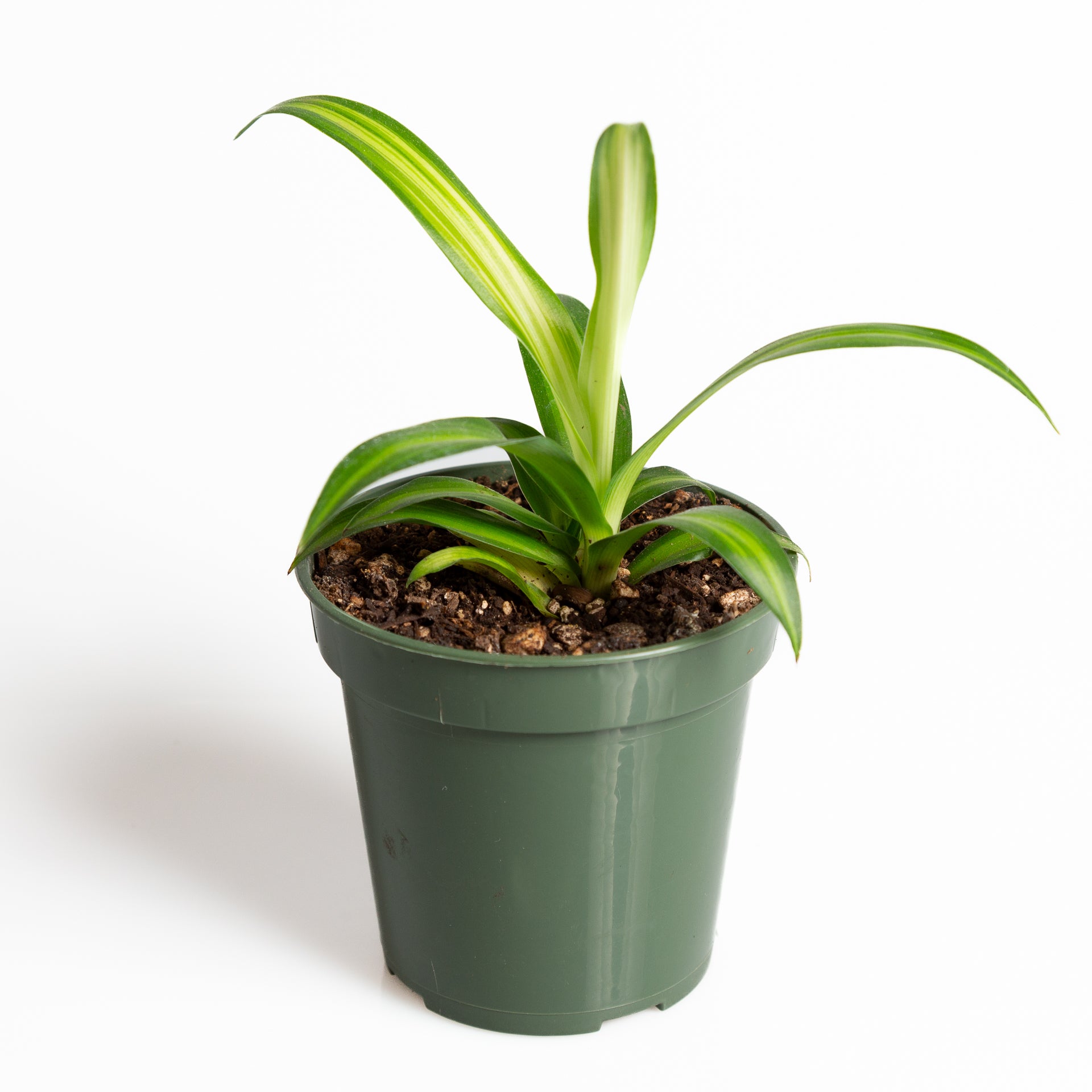 spider plant hawaiian Spider Plant 'Hawaiian' 4" – Urban Sprouts