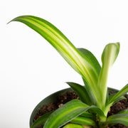 Spider Plant 'Hawaiian' 4" - Urban Sprouts