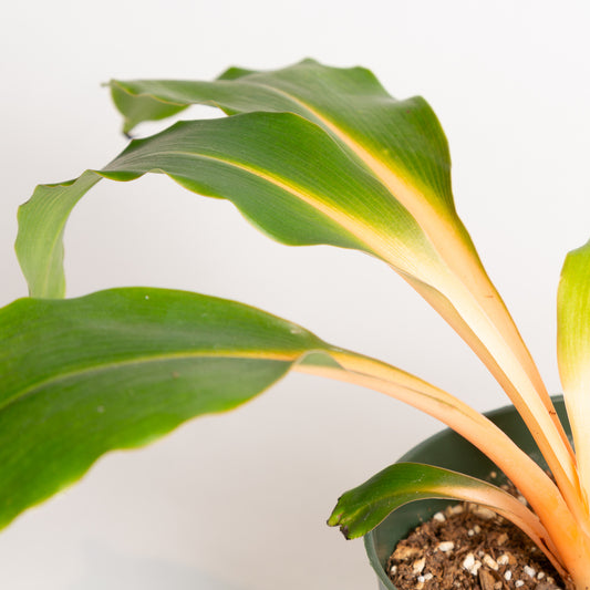 Spider Plant 'Fireflash' 6"