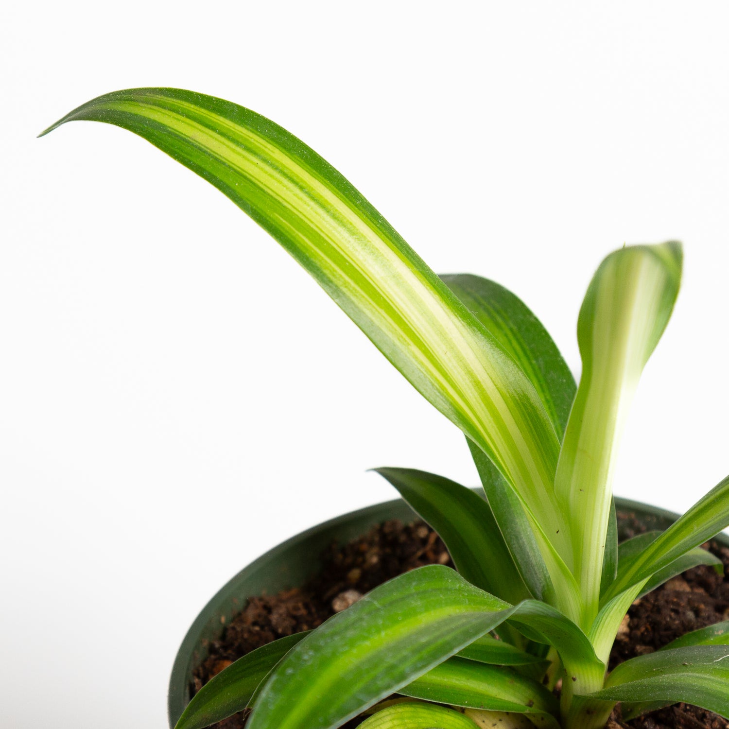 Spider Plant 'Hawaiian' 4"