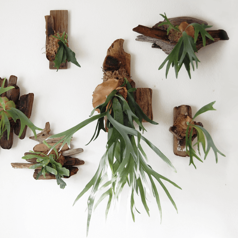 9/15 @ 6:30 Wall Mounted Plants Workshop - Urban Sprouts