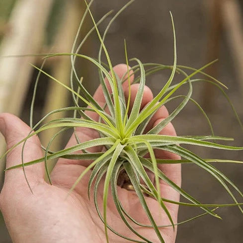 Air Plant 'Stricta - Lite Green' 3-4" - Urban Sprouts