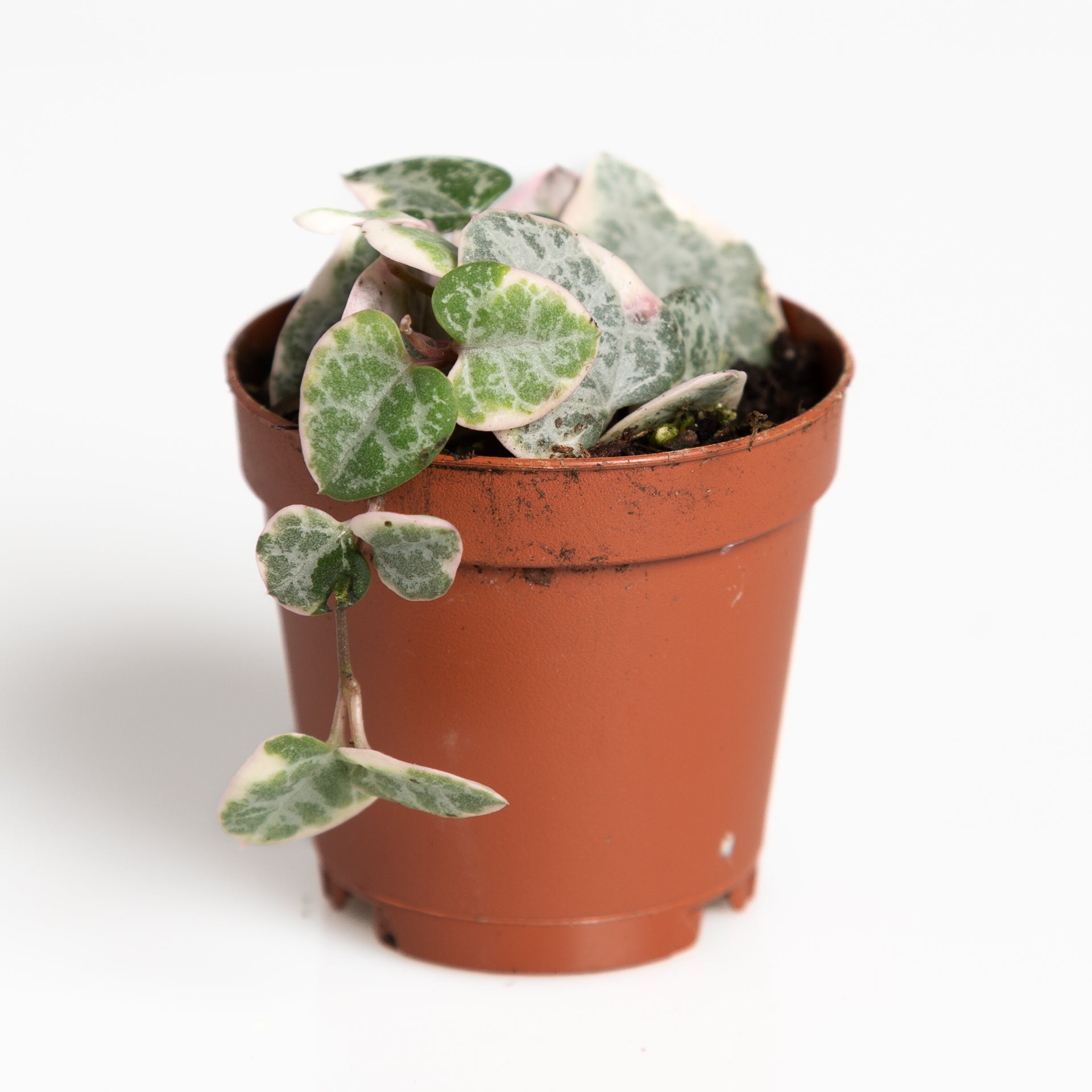 String Of Hearts  'Variegated' 2" - Urban Sprouts