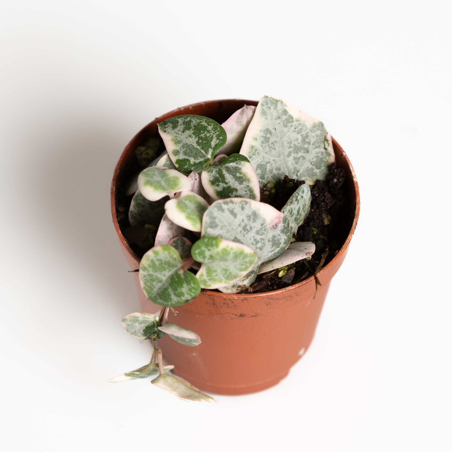 String Of Hearts  'Variegated' 2" - Urban Sprouts