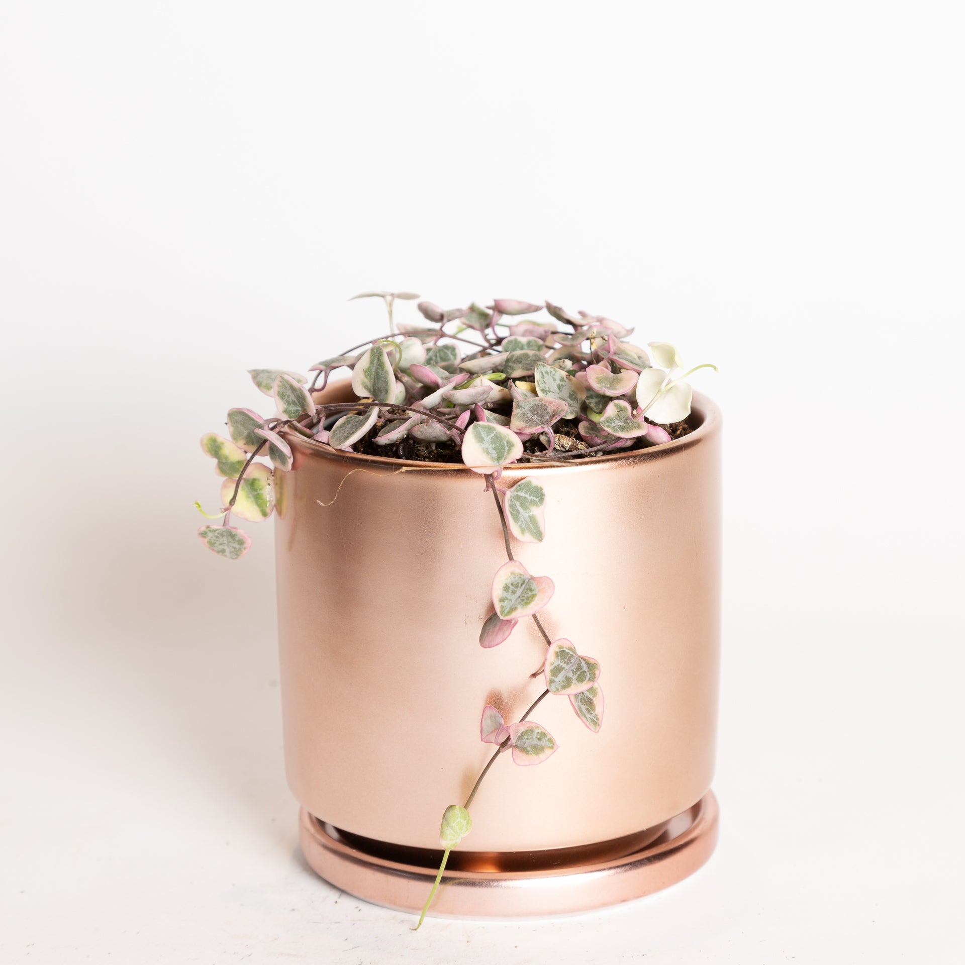 String Of Hearts  'Variegated' 4" - Urban Sprouts