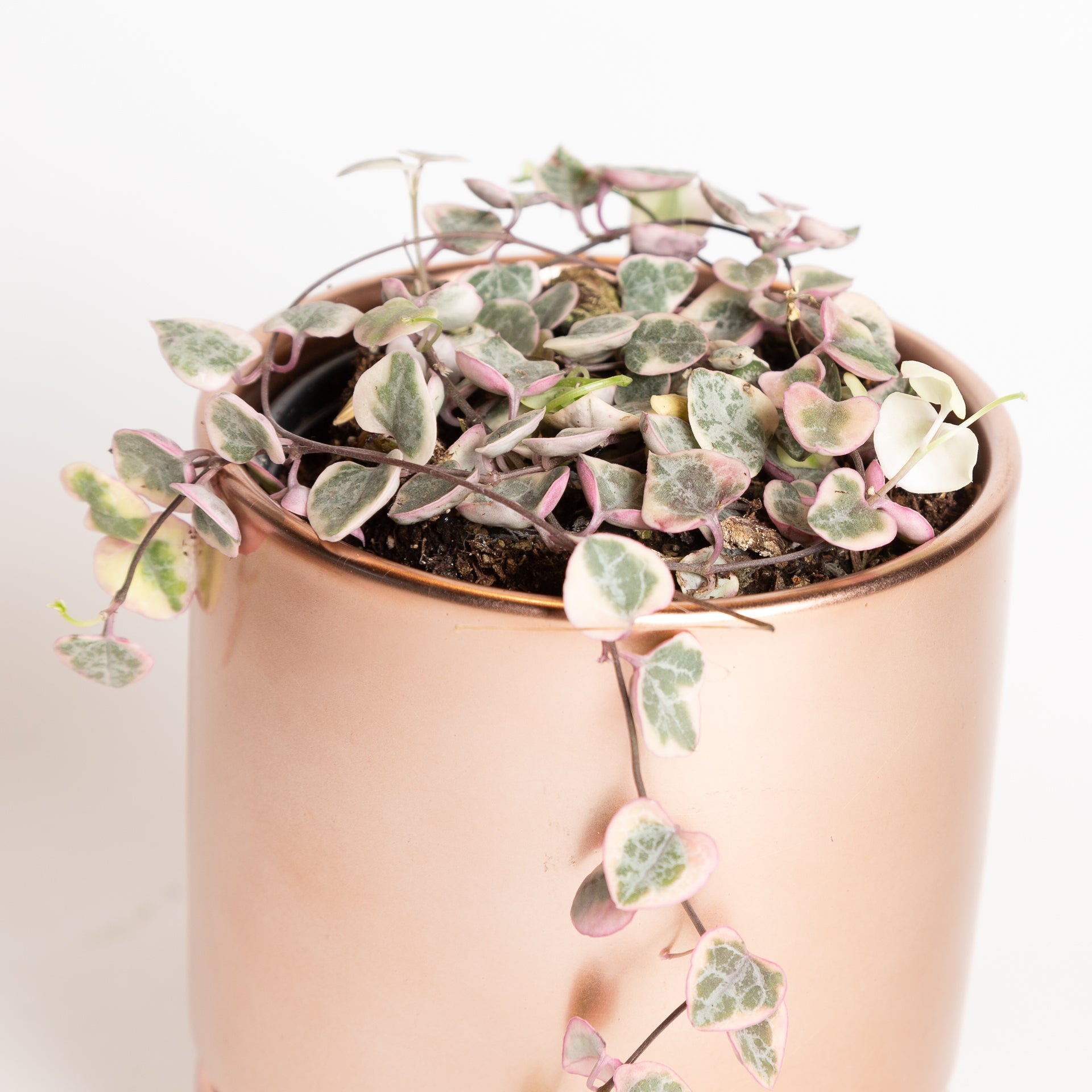 String Of Hearts  'Variegated' 4" - Urban Sprouts