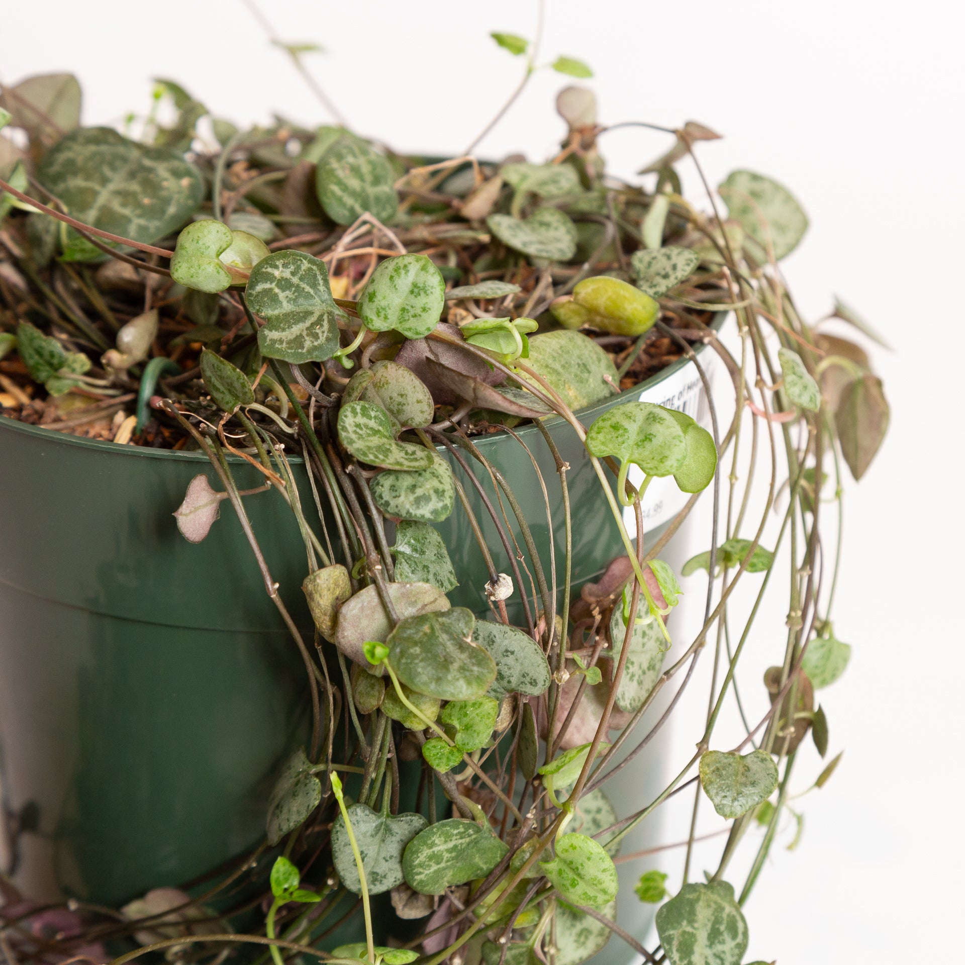 String of Hearts 6" - Urban Sprouts