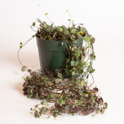 String of Hearts 6" - Urban Sprouts