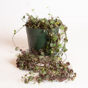 String of Hearts 6" - Urban Sprouts