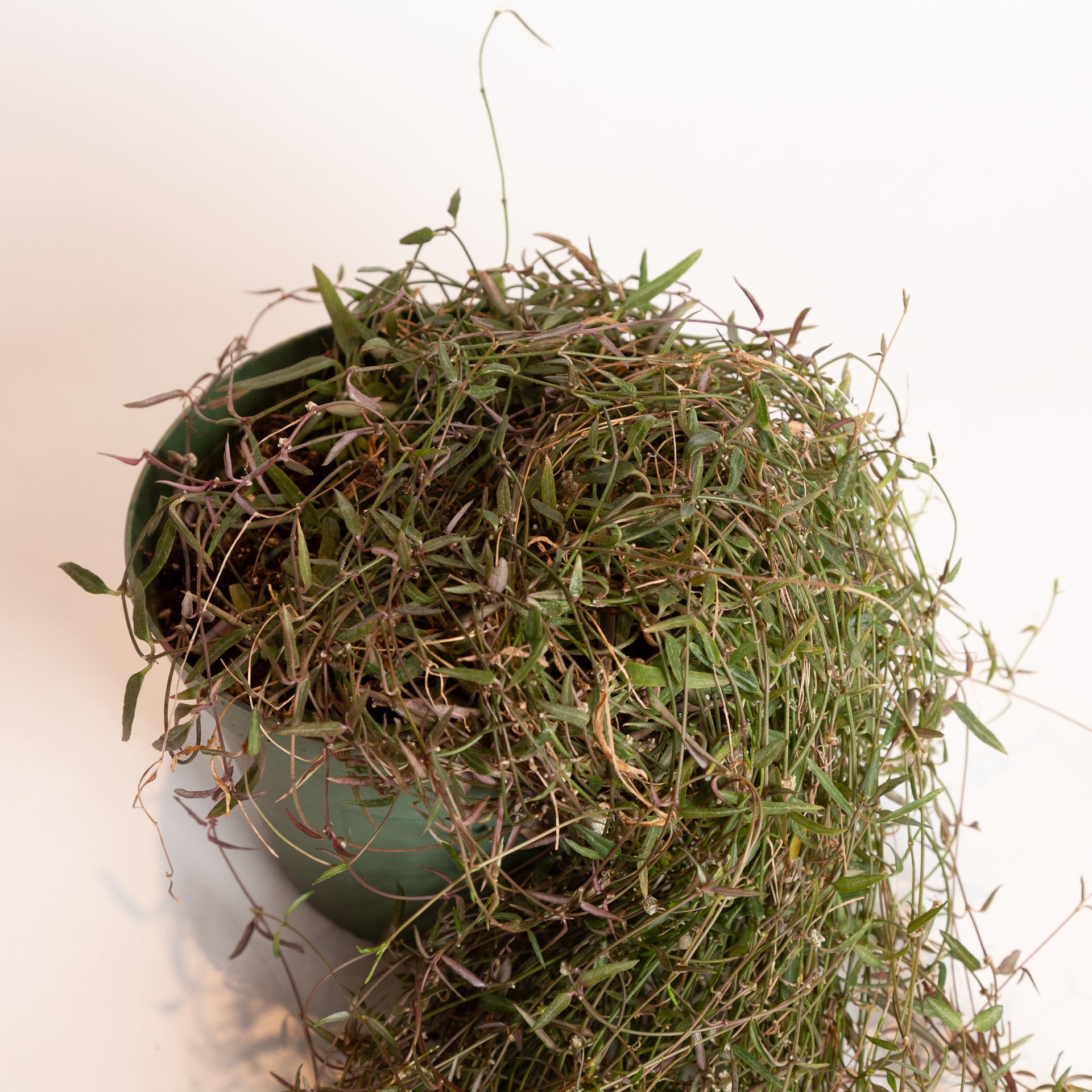 String of Needles 6" - Urban Sprouts