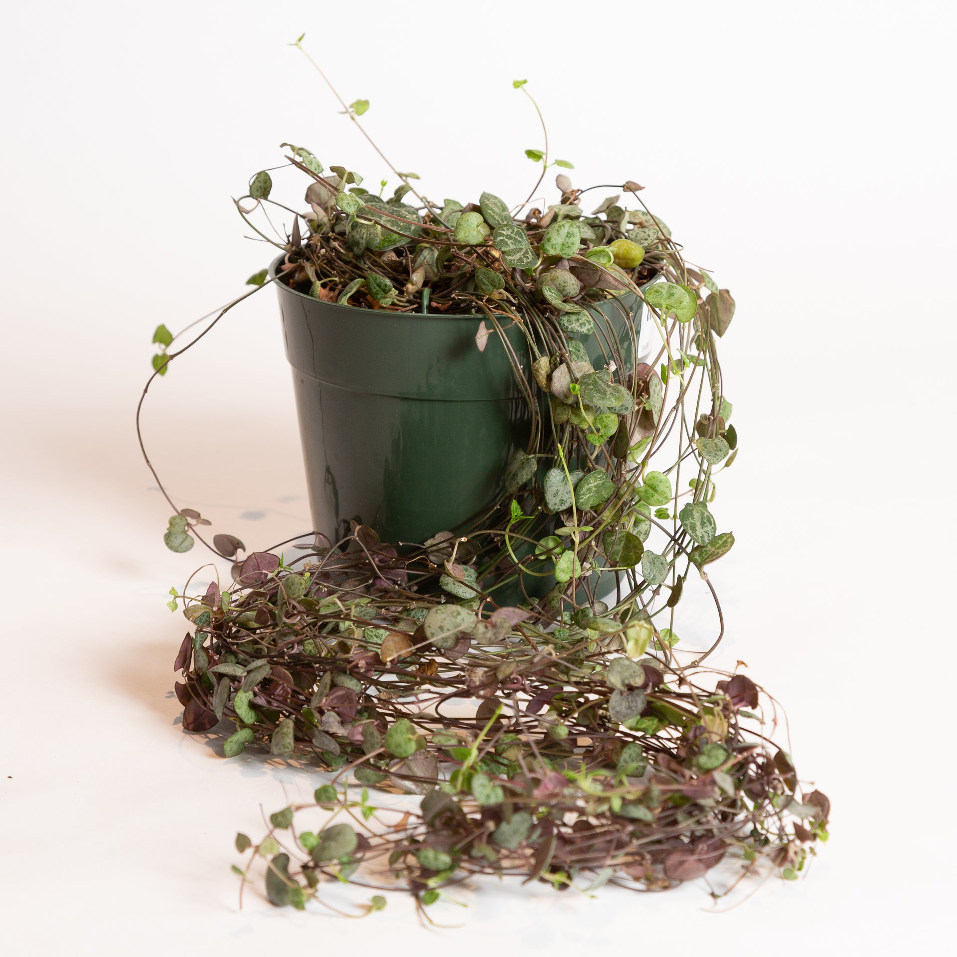 String of Hearts 6" - Urban Sprouts