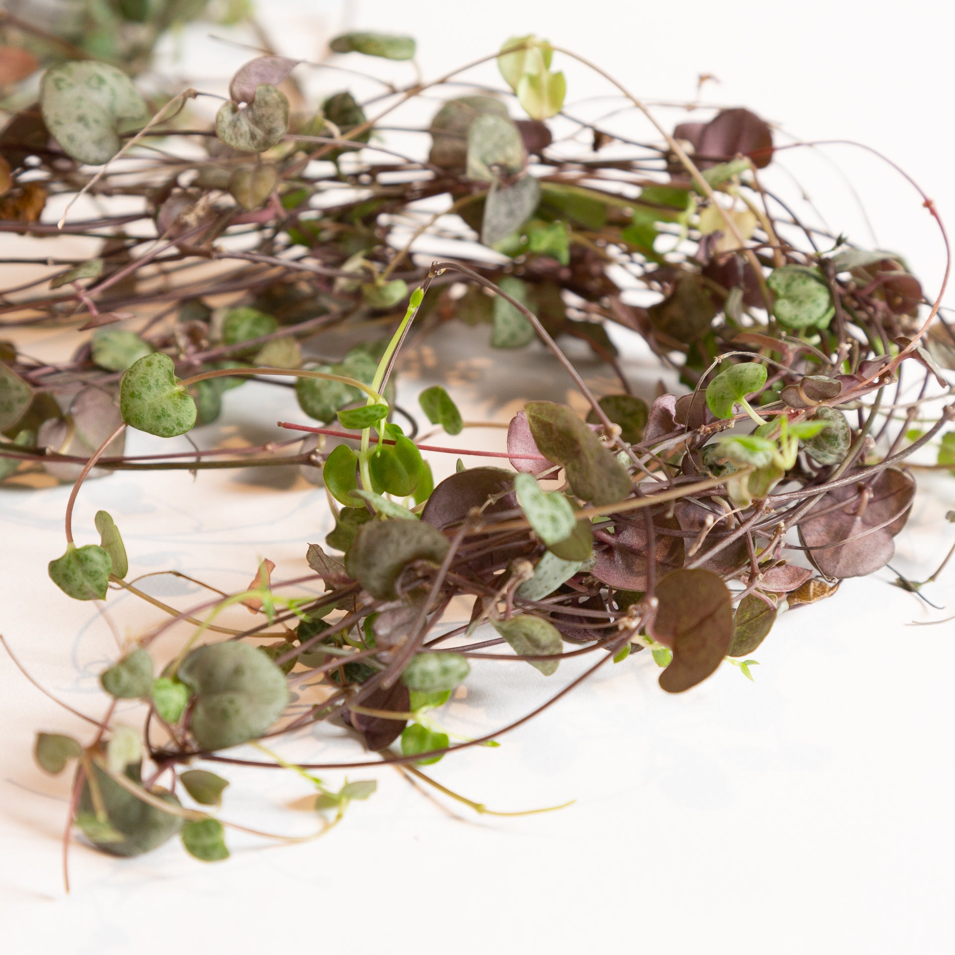 String of Hearts 6" - Urban Sprouts