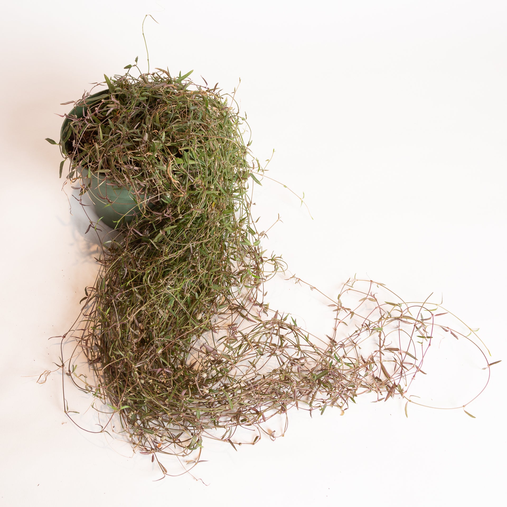 String of Needles 6" - Urban Sprouts