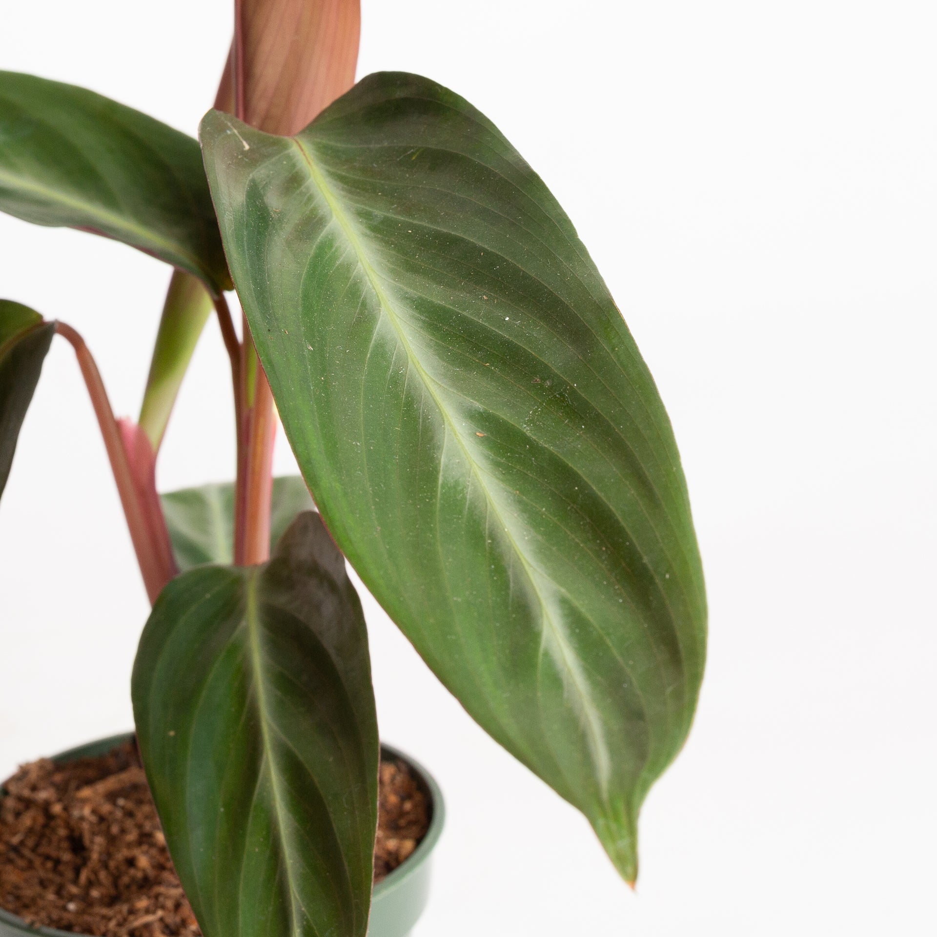 Stromanthe 'Burgundy' 4"