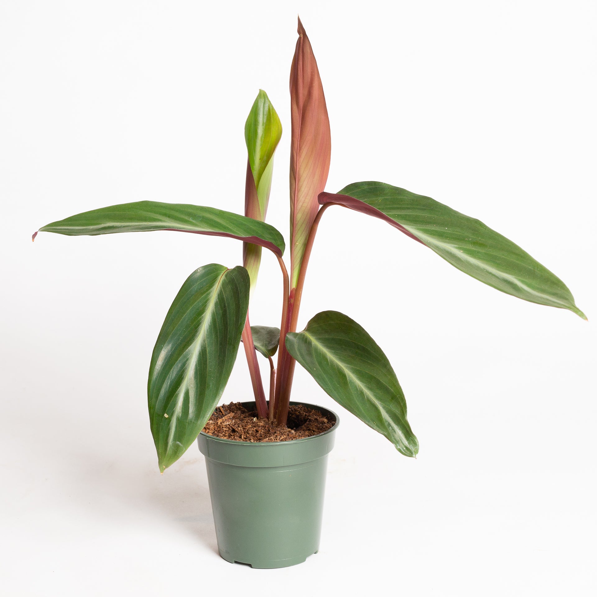 Stromanthe 'Burgundy' 4"