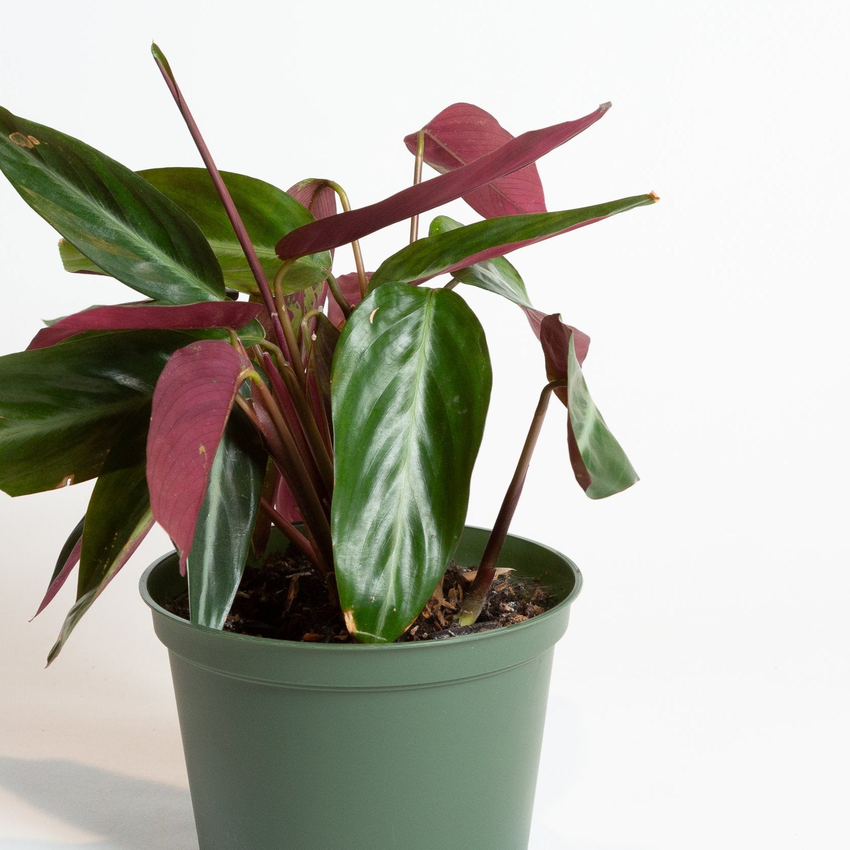 Stromanthe 'Burgundy' 6" - Urban Sprouts