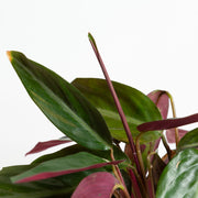 Stromanthe 'Burgundy' 6" - Urban Sprouts