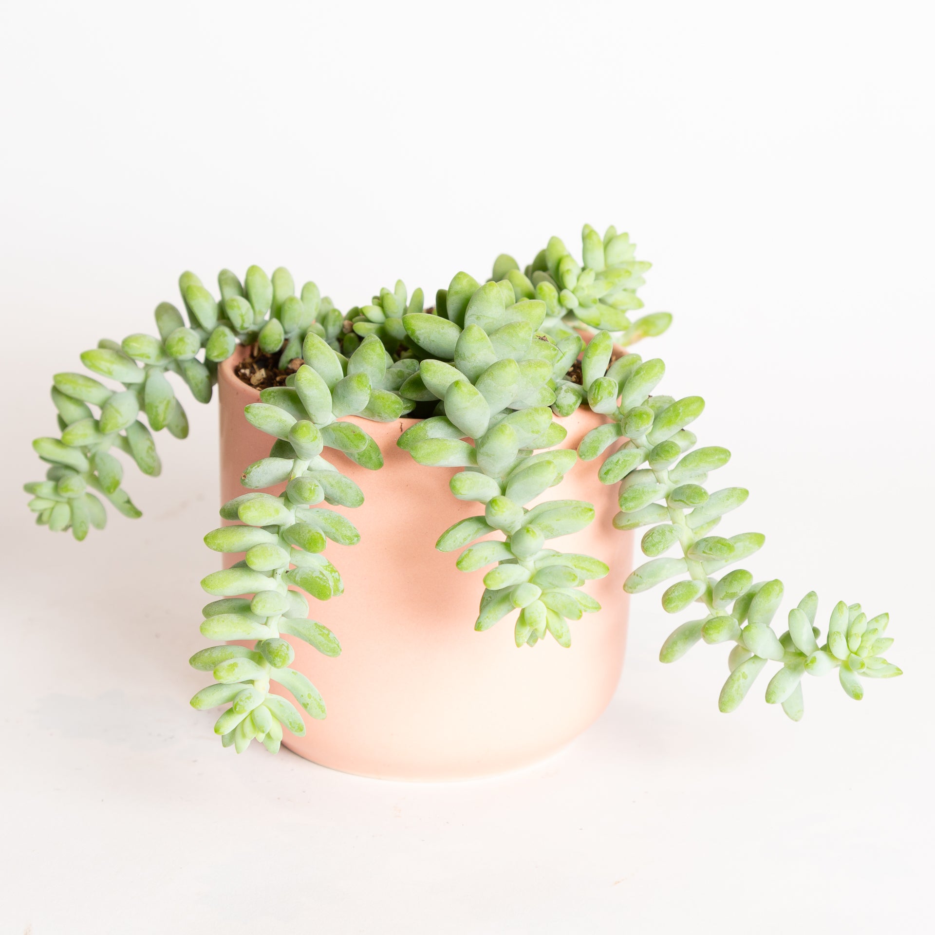 Succulent 'Baby Burros Tail' 6" - Urban Sprouts