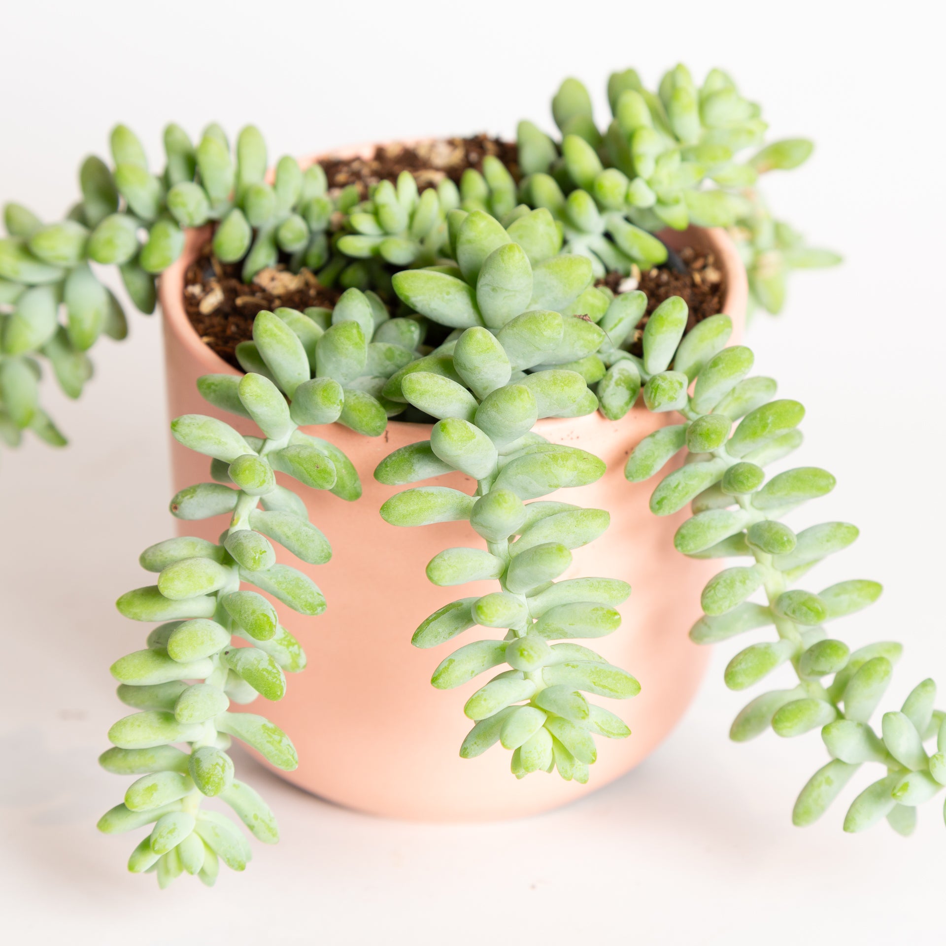 Succulent 'Baby Burros Tail' 6" - Urban Sprouts