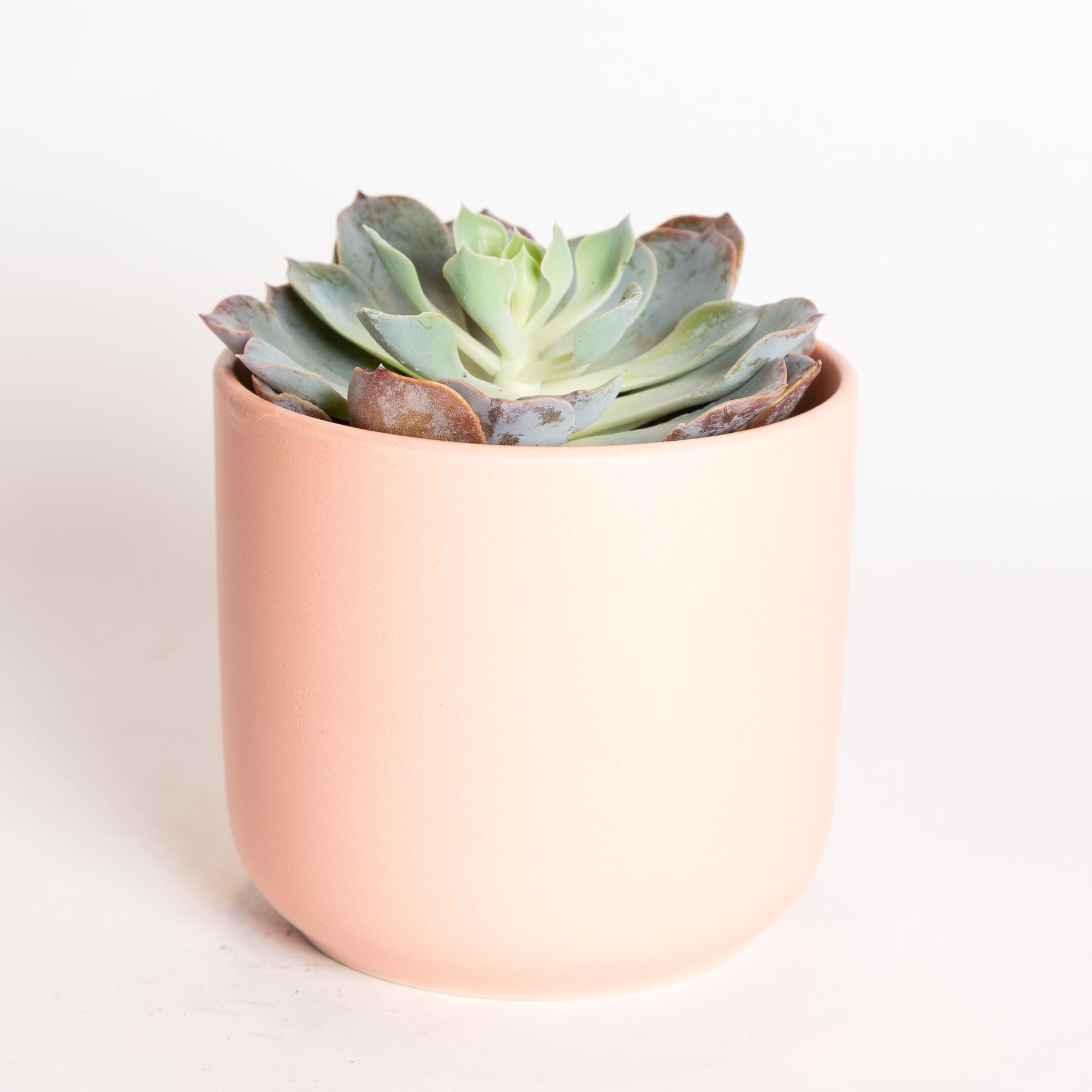 Urban Sprouts Echeveria Blue Heron Succulent - Thumbnail 2