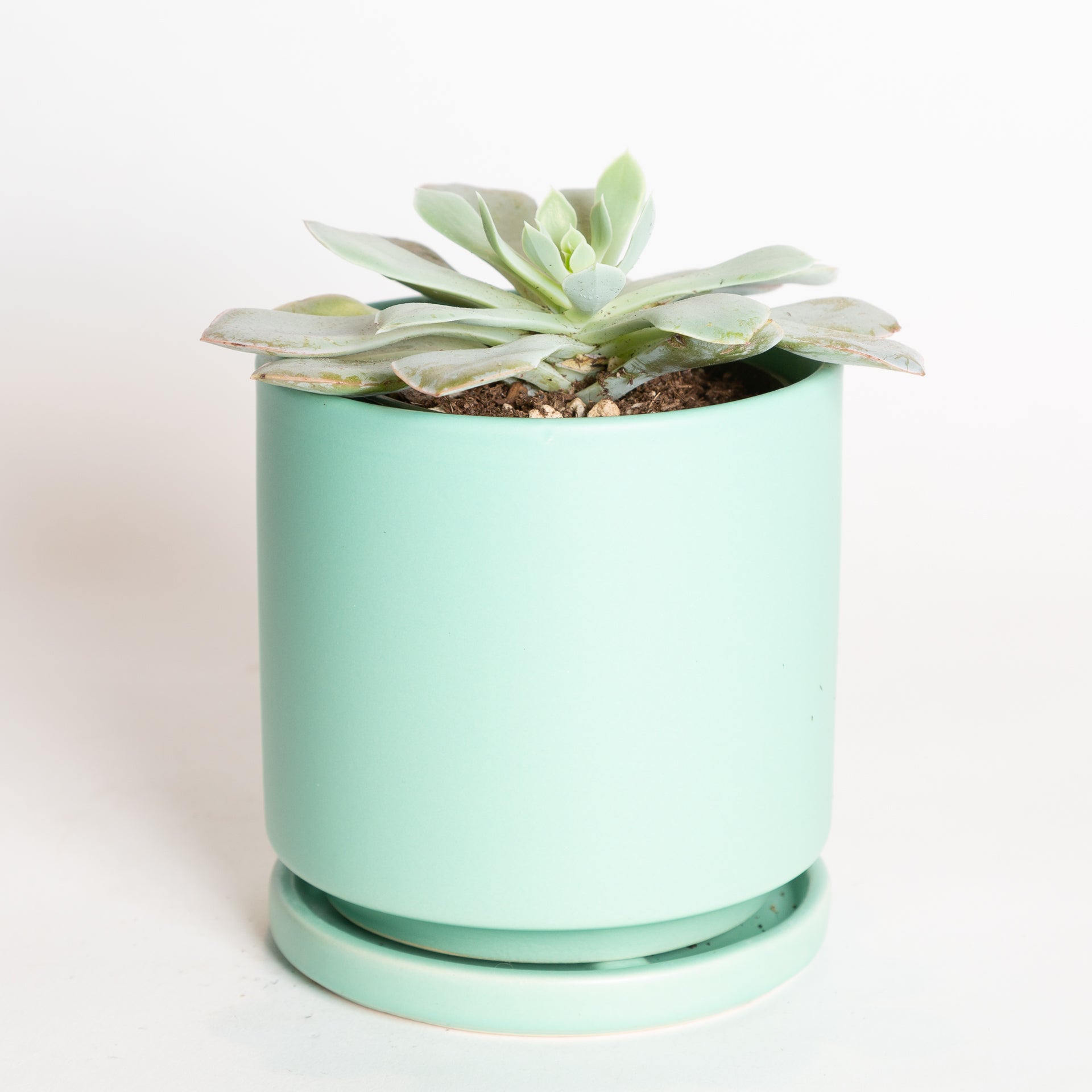 Succulent 'Echeveria - 'Blue Sky' 4" - Urban Sprouts