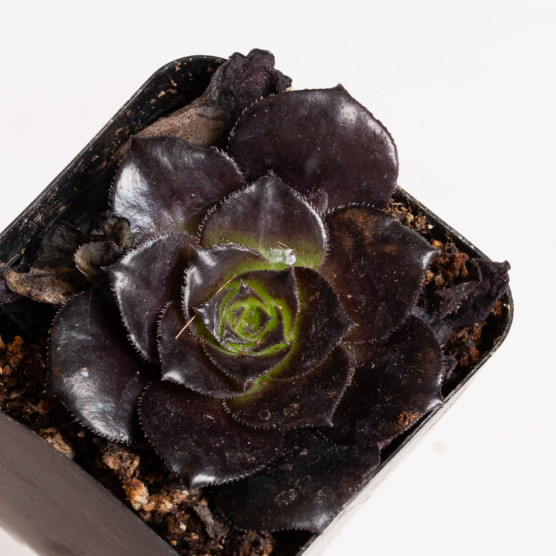 Succulent 'Haworthia' 4" Assorted - Urban Sprouts