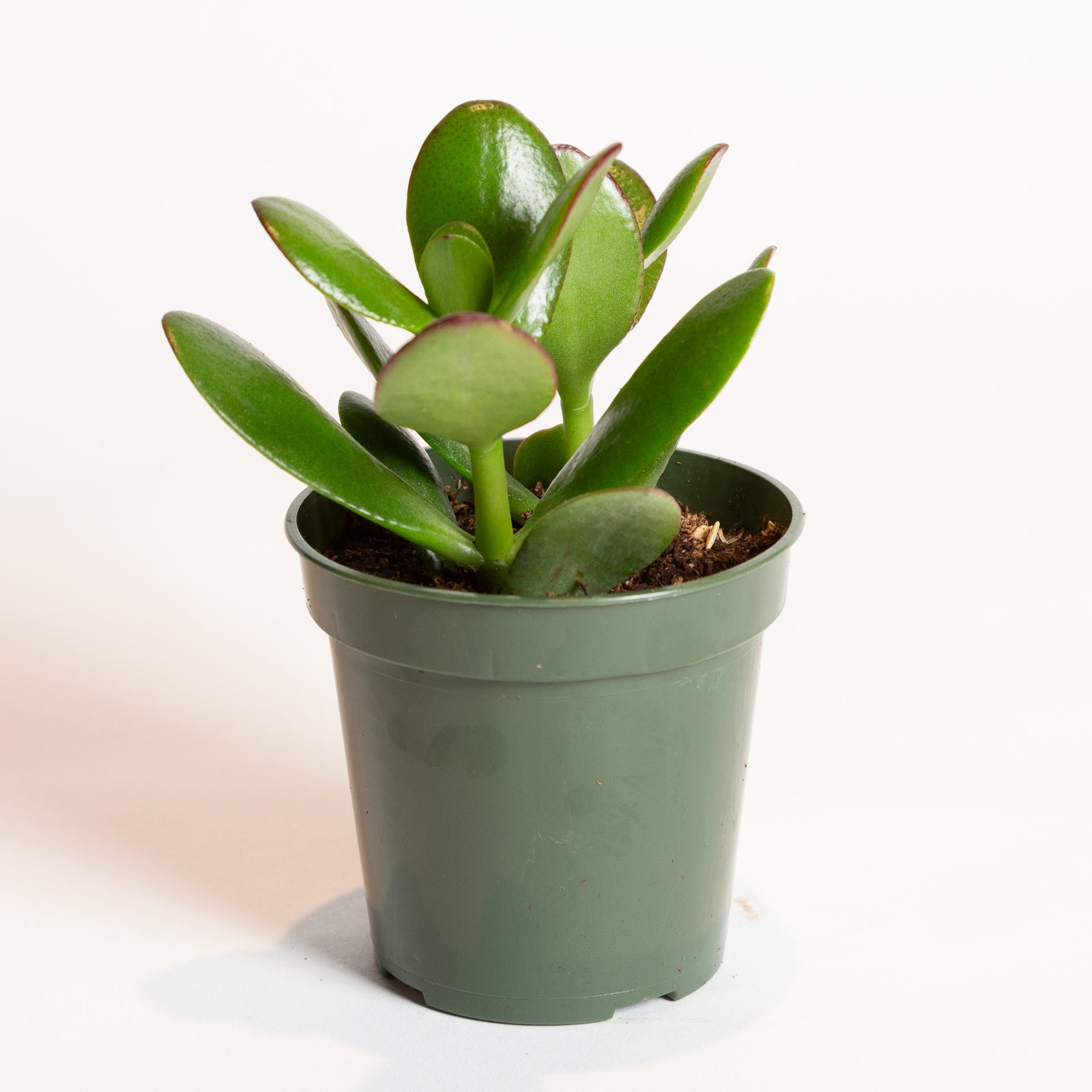4 jade plant Succulent Jade 'Crosby' 4"