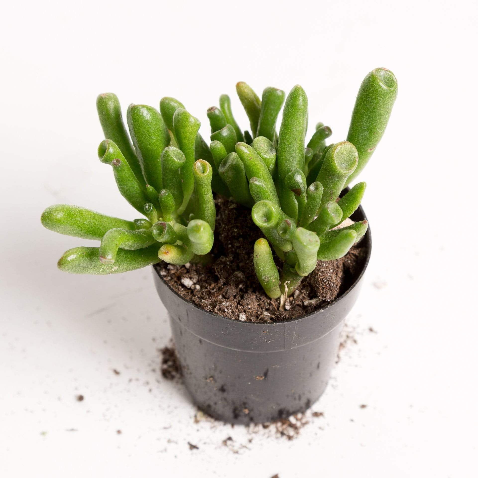 Urban Sprouts Plant Jade 'Gollum'