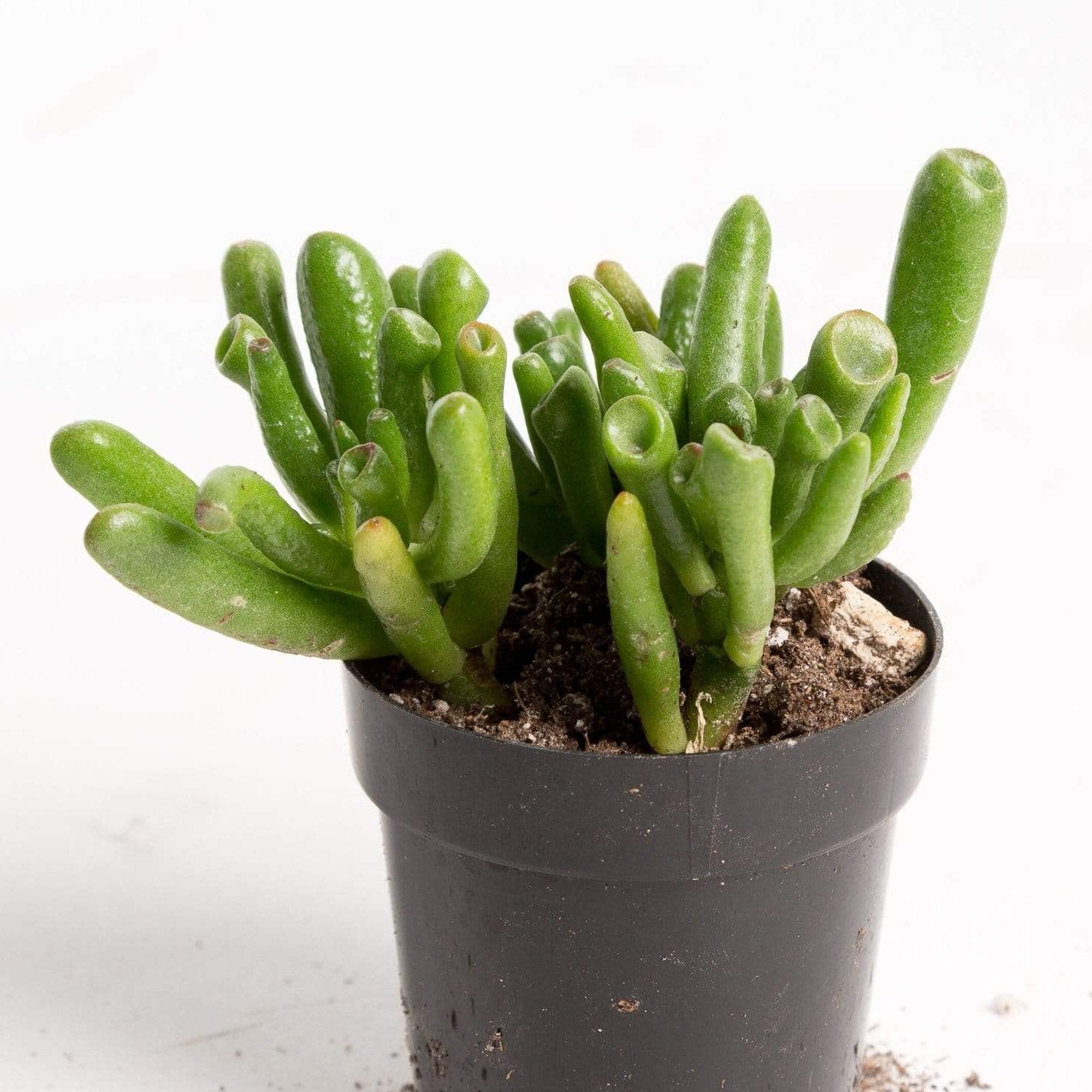 Urban Sprouts Plant 2" in nursery pot Jade 'Gollum'