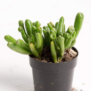 Urban Sprouts Plant 2" in nursery pot Jade 'Gollum'