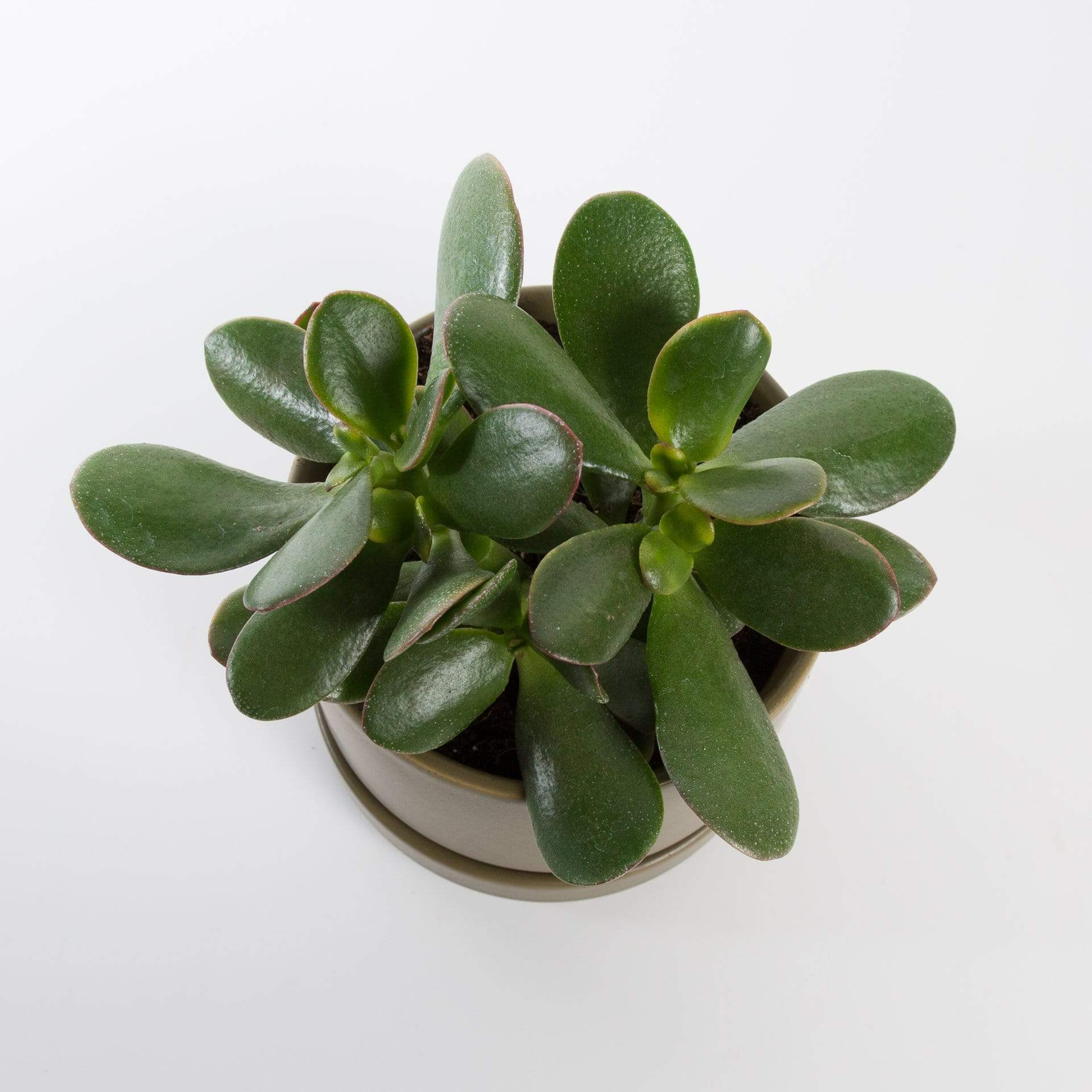 Urban Sprouts Plant Jade 'Hummel's Sunset'