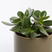 Urban Sprouts Plant Jade &#39;Hummel&#39;s Sunset&#39;