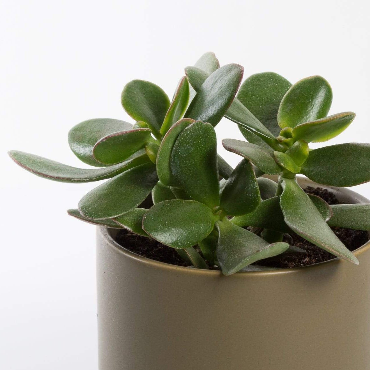 Urban Sprouts Plant Jade &#39;Hummel&#39;s Sunset&#39;