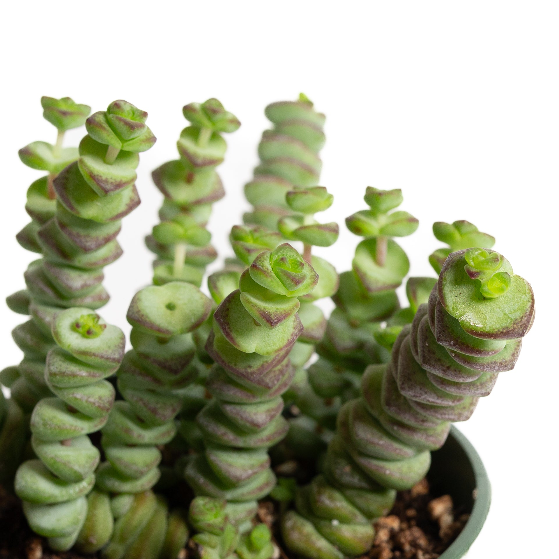 Succulent Jade 'Necklace' 4" - Urban Sprouts