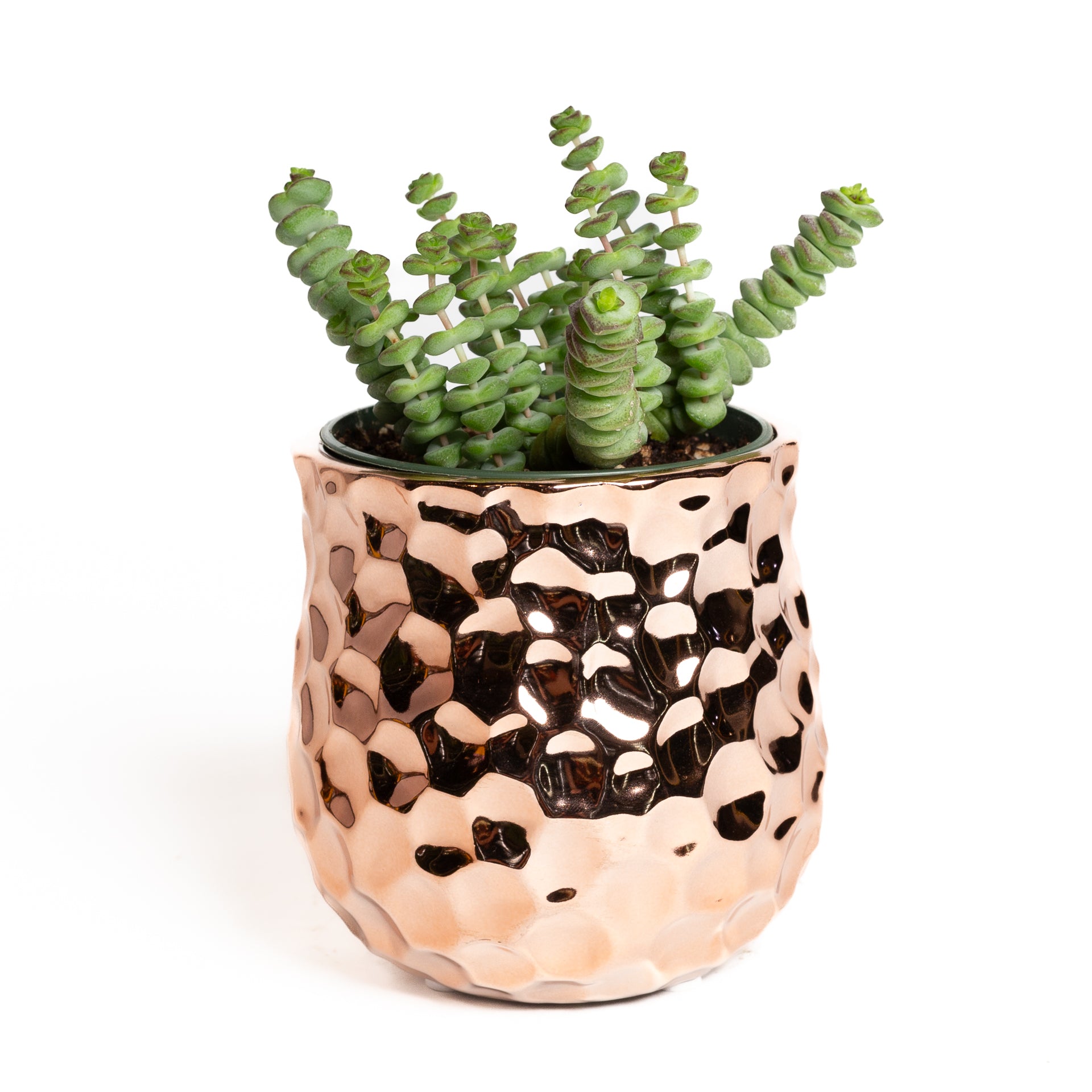 Succulent Jade 'Necklace' 4" - Urban Sprouts