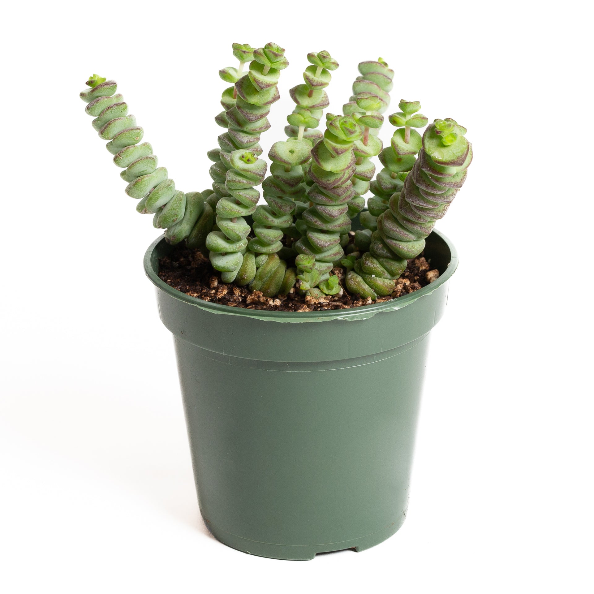 Succulent Jade 'Necklace' 4" - Urban Sprouts